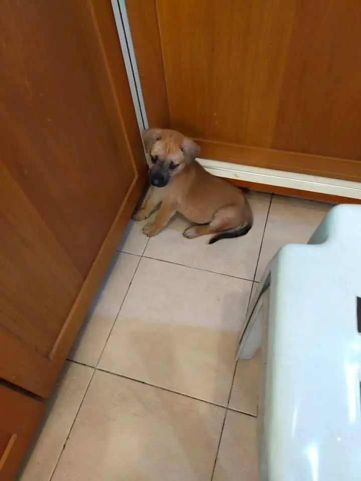 Dog rescued by rescuer 