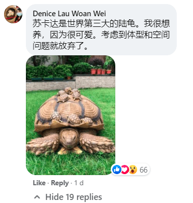 Myvi's tyre-sized giant tortoise spotted on a walk with its owner in the neighbourhood