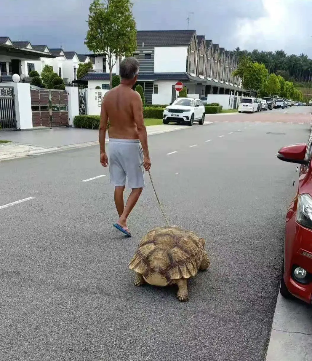Myvi's tyre-sized giant tortoise spotted on a walk with its owner in the neighbourhood
