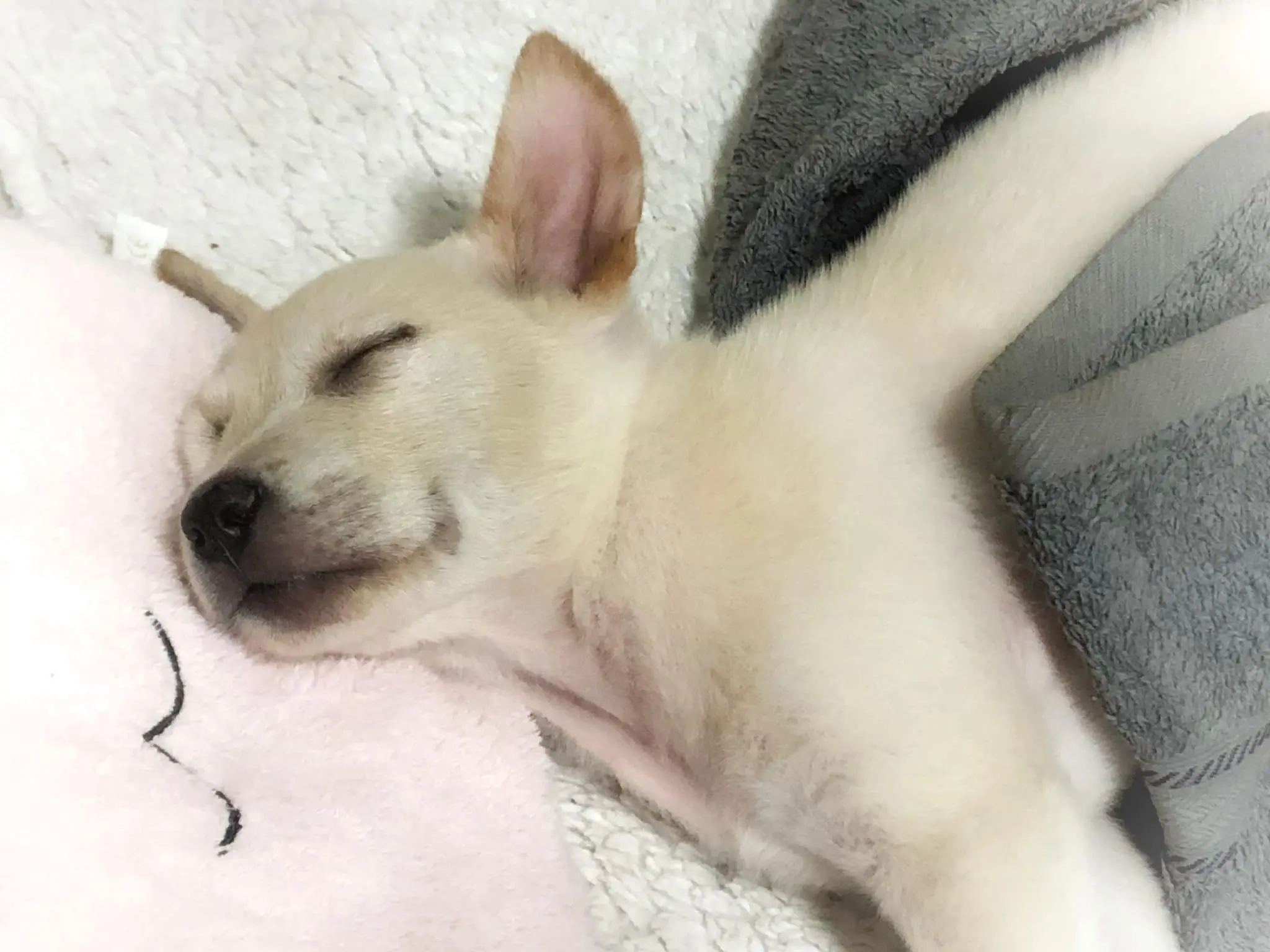 Puppy survives 50KM ride while trapped underneath the car