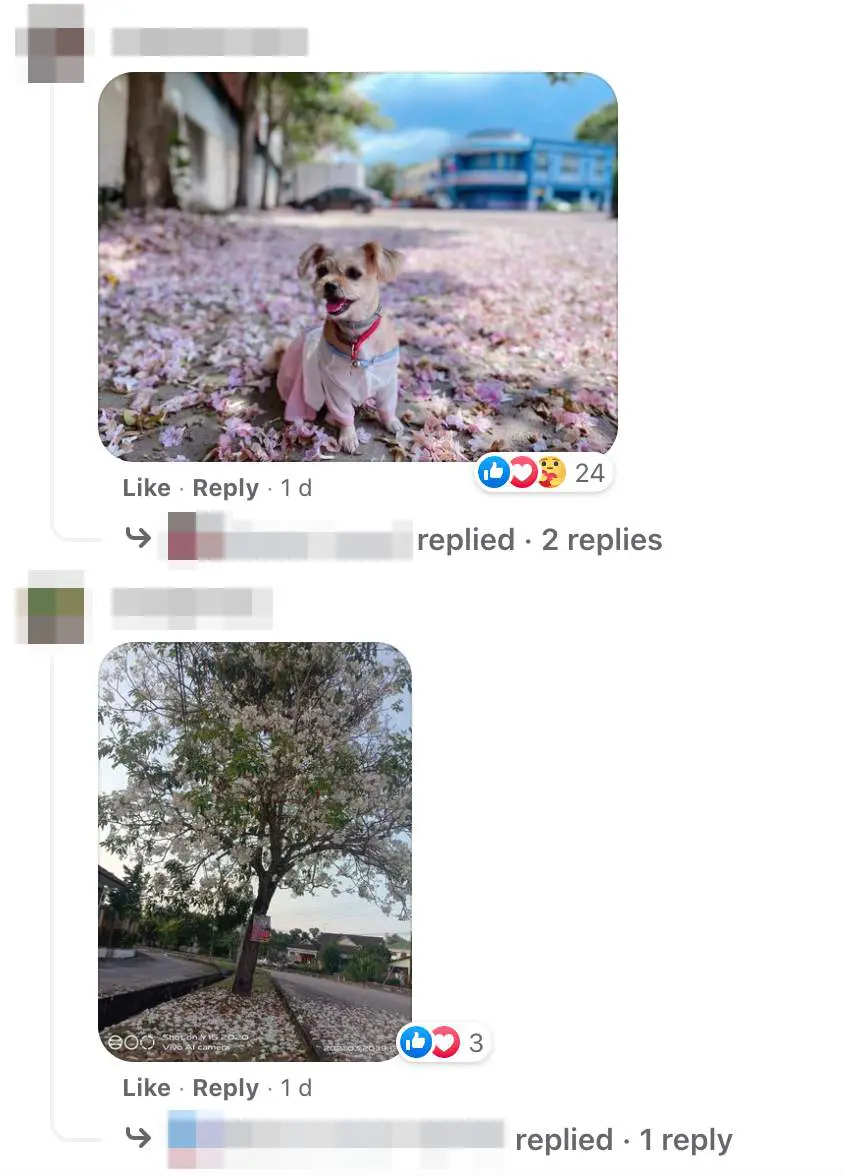 Images of "sakura"-like flowers blooming in Malaysia leave netizens amazed