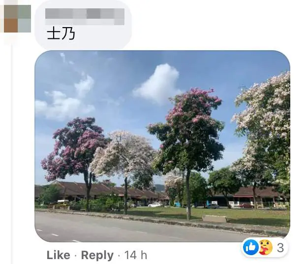 Images of "sakura"-like flowers blooming in Malaysia leave netizens amazed
