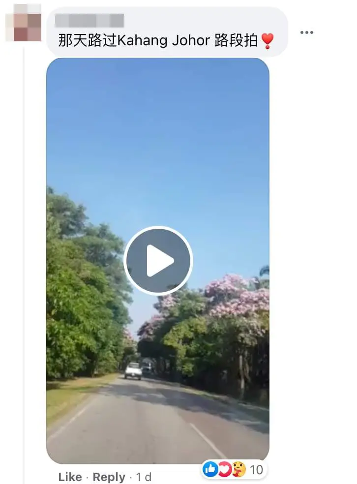 Images of "sakura"-like flowers blooming in Malaysia leave netizens amazed