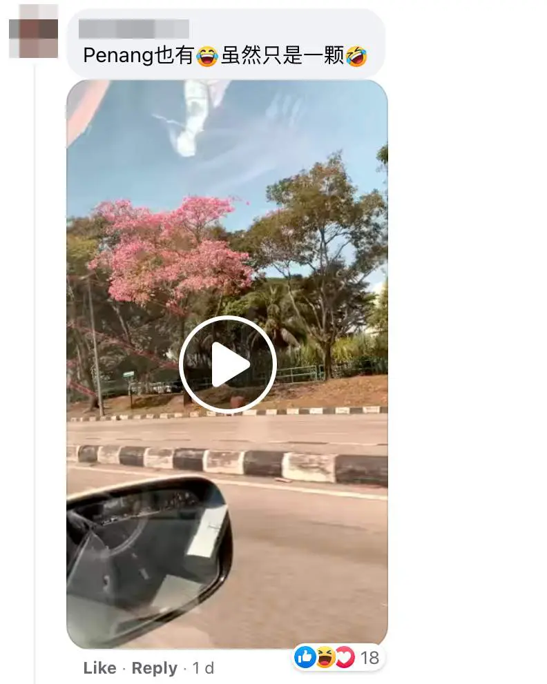 Images of "sakura"-like flowers blooming in Malaysia leave netizens amazed