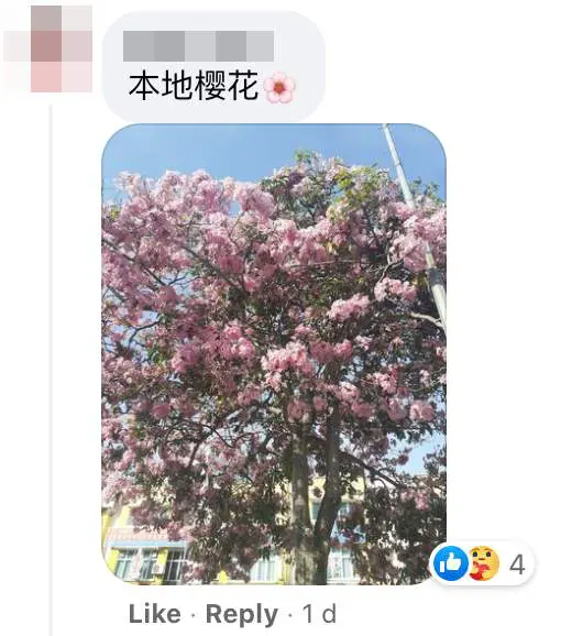 Images of "sakura"-like flowers blooming in Malaysia leave netizens amazed