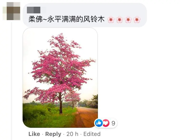 Images of "sakura"-like flowers blooming in Malaysia leave netizens amazed
