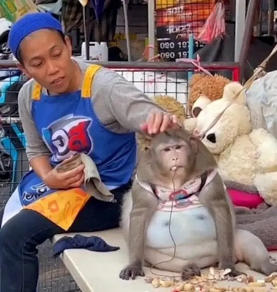 "Godzilla" macaque forced to lose weight due to overfeeding by tourists