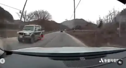 [VIDEO] Dog dies after being dragged across the road, owner denies wrongdoing