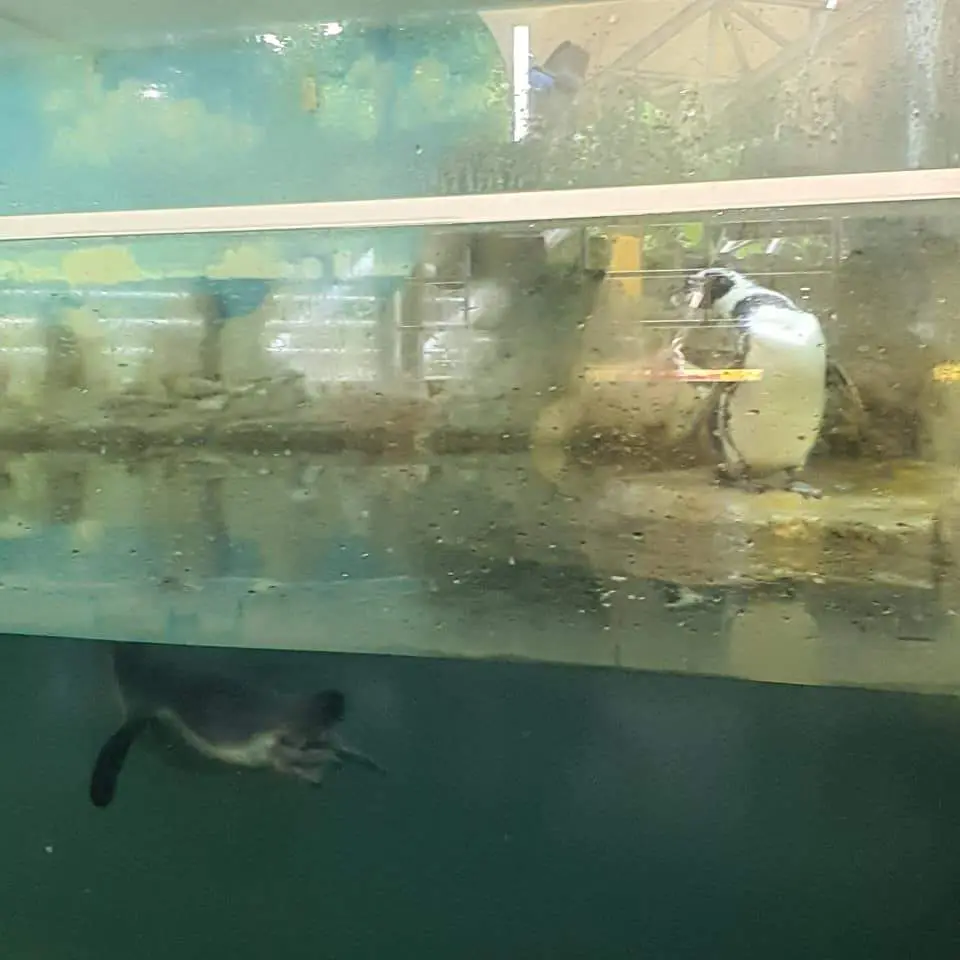 [PHOTOS] "Smelly and filthy!" Malaysian laments over poor conditions in Zoo Negara