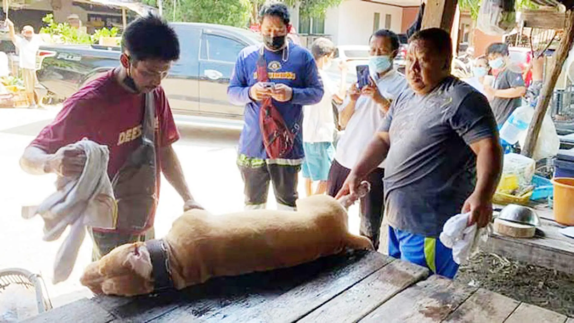 "Giant" pet dog mauls owner to death in apparent case of moodiness