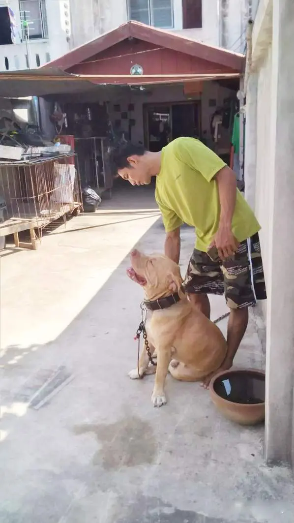 "Giant" pet dog mauls owner to death in apparent case of moodiness