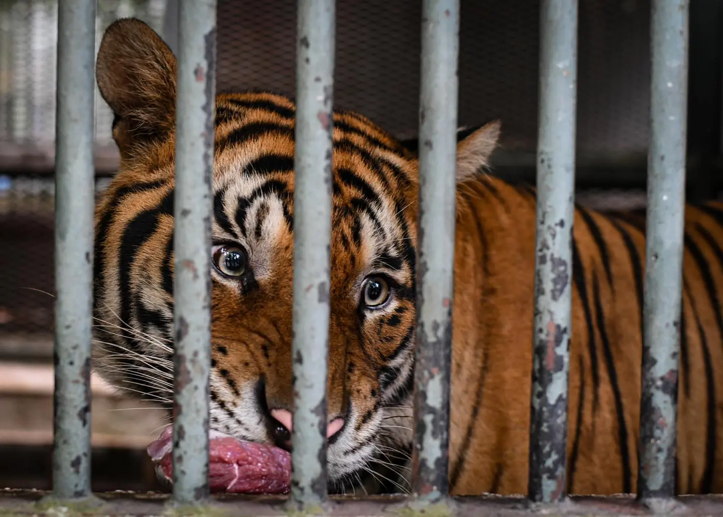 Preacher Ebit Lew visits Zoo Negara with fresh supplies to help the animals survive MCO