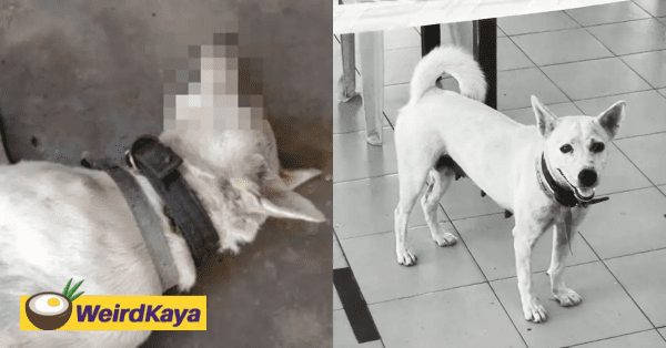 Adorable “Tapau” dog shot dead by local authorities, netizens express outrage and grief