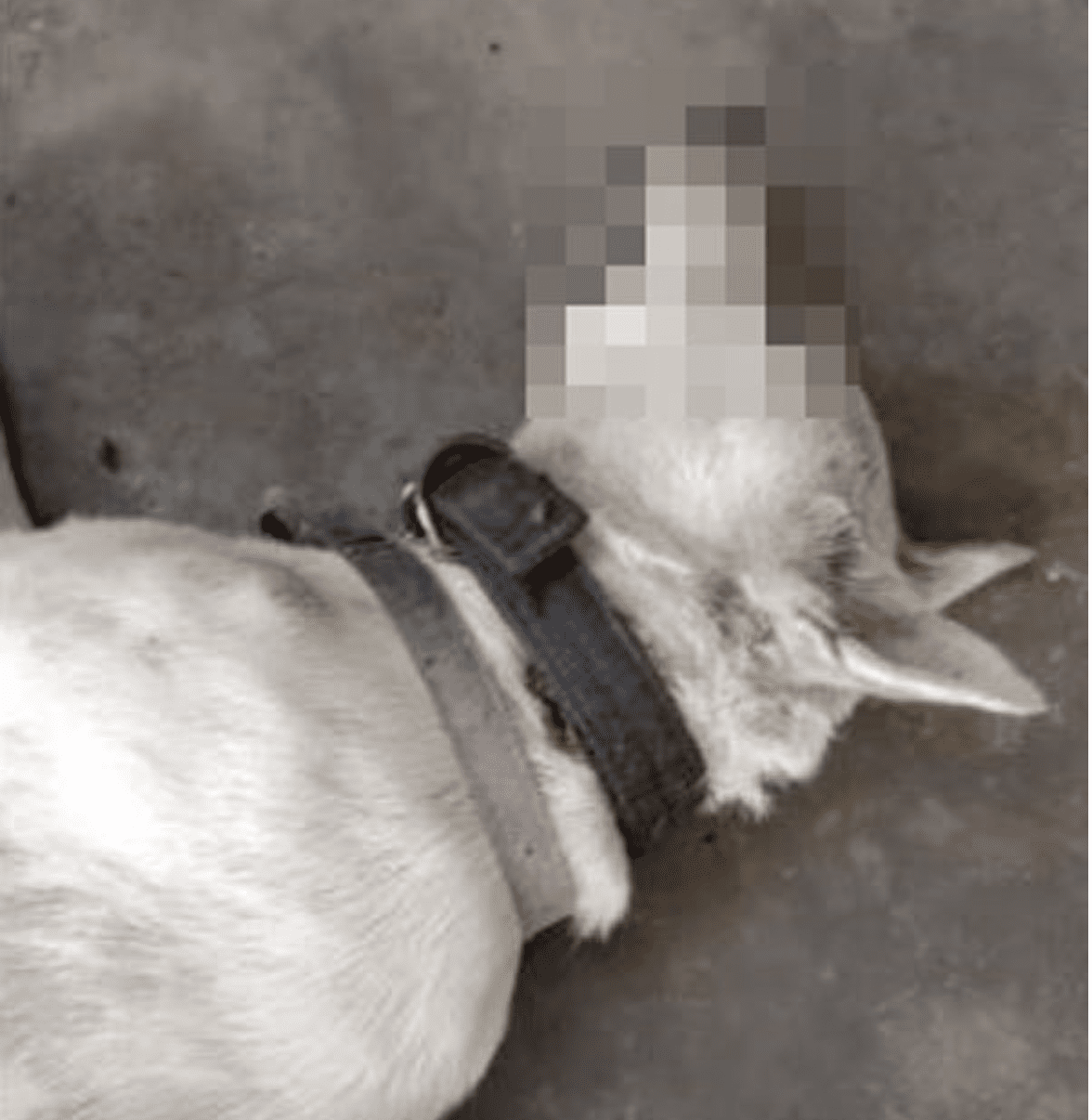 Adorable “Tapau” dog shot dead by local authorities, netizens express outrage and grief