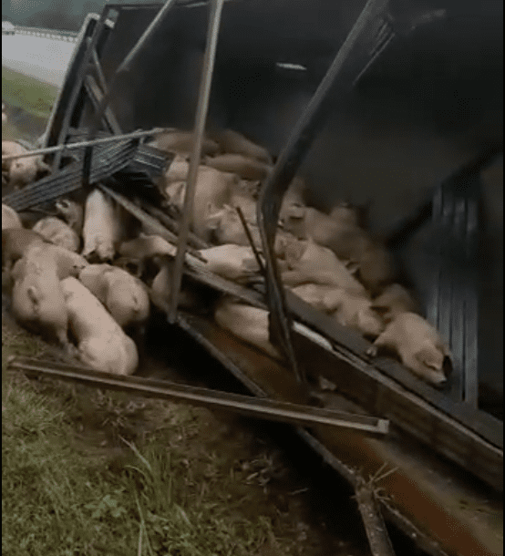 Truck carrying dozens of pigs loses control and skids off the highway