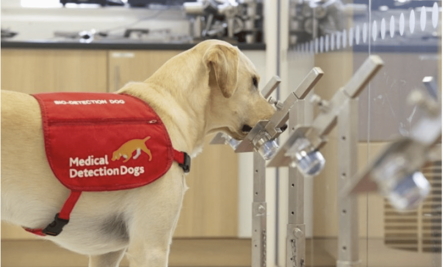 These dogs can detect COVID-19 with their noses with a 95% accuracy rate