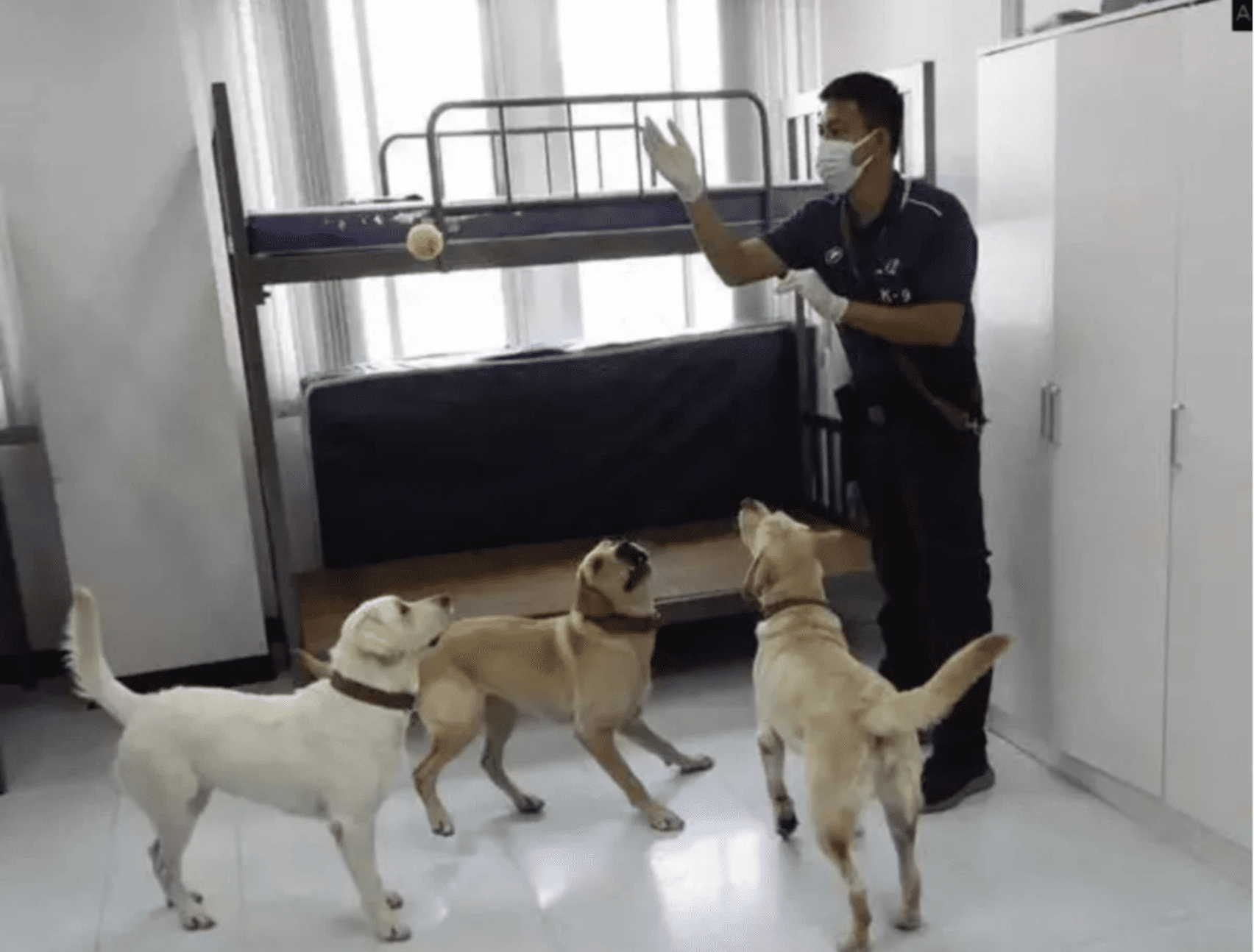 These dogs can detect COVID-19 with their noses with a 95% accuracy rate