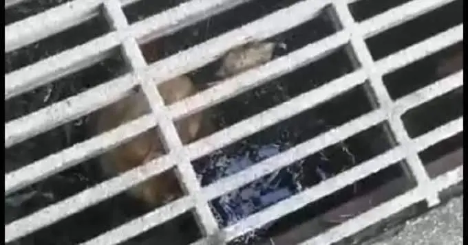 Lorry driver found a human skull in the drain, investigation ongoing