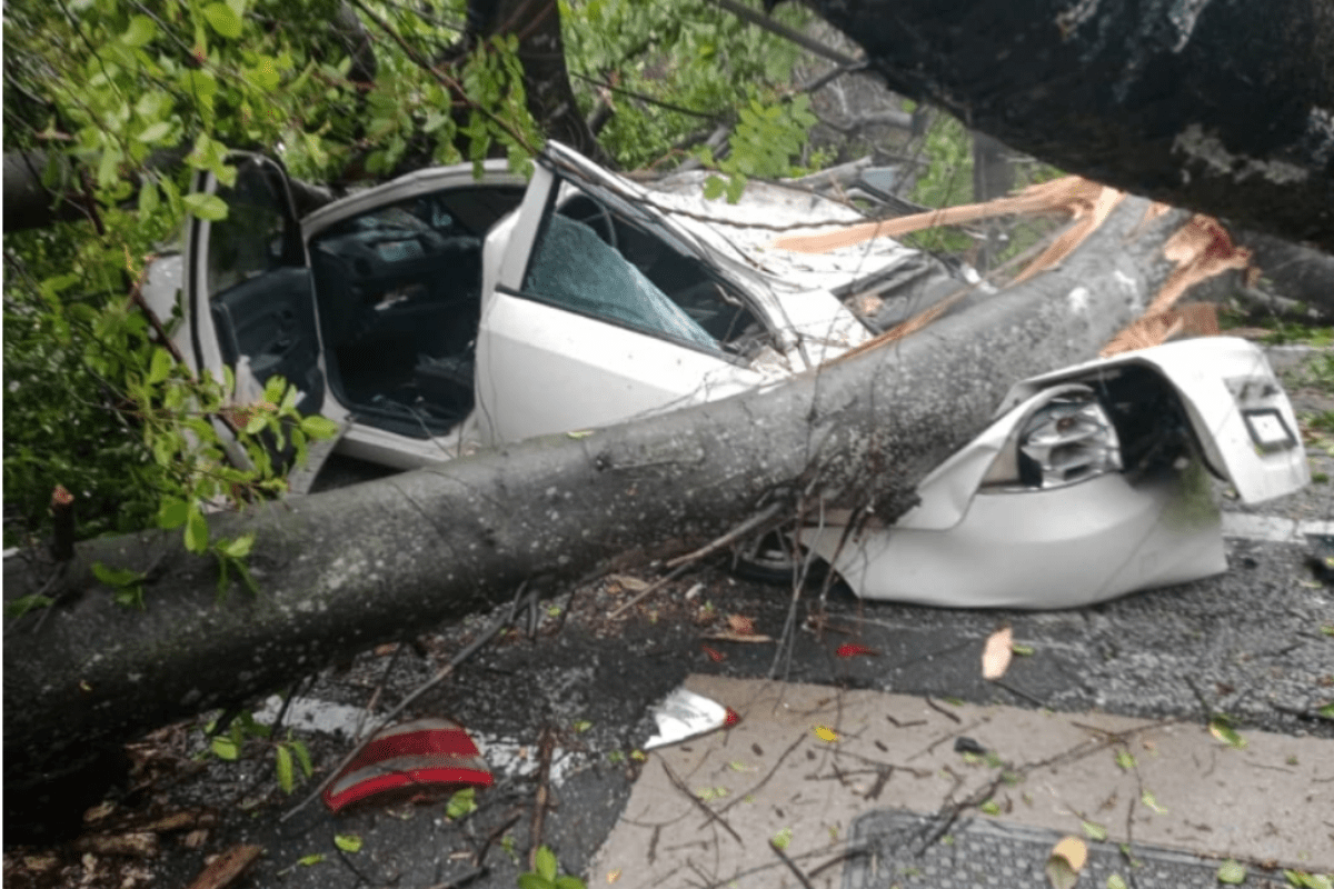 Giant tree fell on two vehicles in front of National Museum after downpour