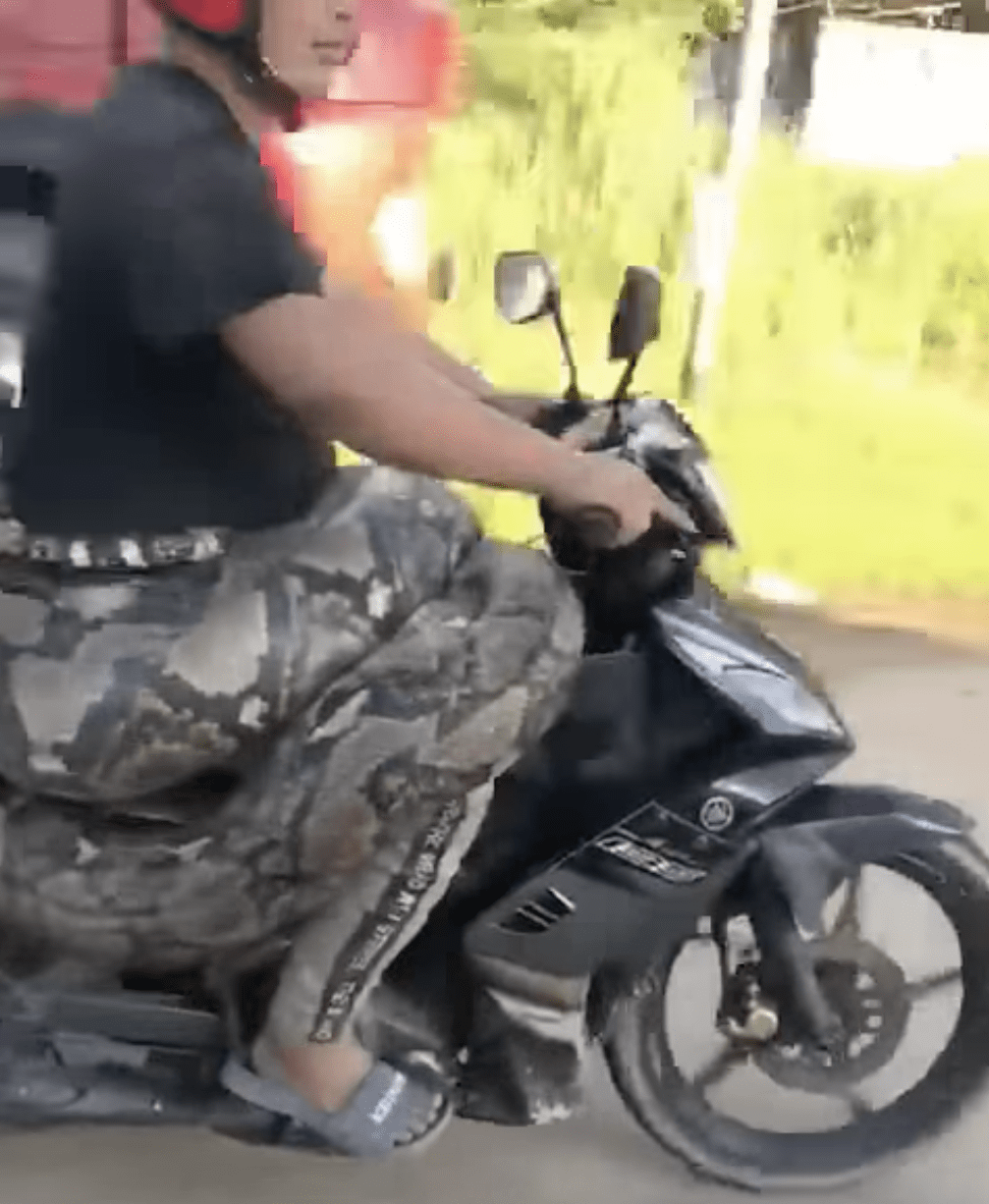200kg python spotted enjoying a motorcycle ride in Kelantan