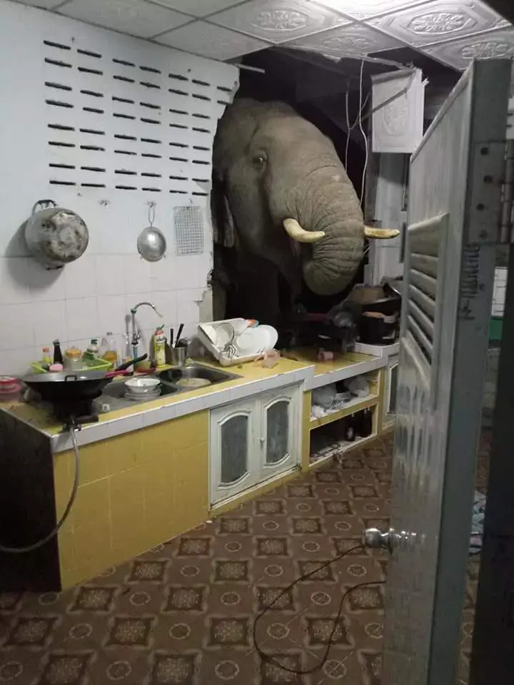Wild elephant breaks into woman's home in search of a late-night snack