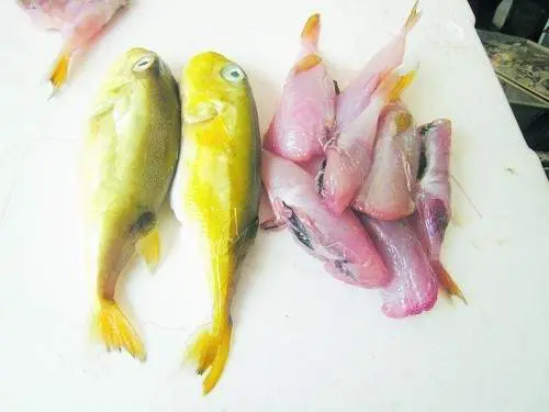 JB man rushed to the ICU after consuming 'drumstick fish' bought on Facebook Live,