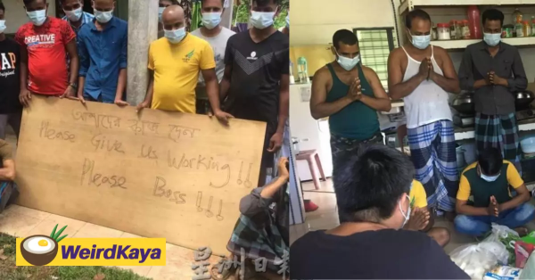 "We're going insane!" Foreign workers plead with employer to resume operations
