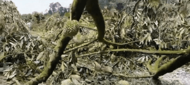 [VIDEO] Enforcement officers clear illegal durian farm and arrest 18 farmers