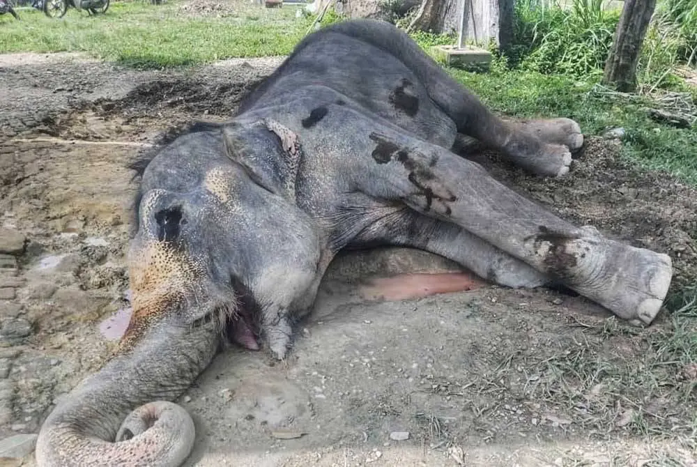 lokimala, her final moment.