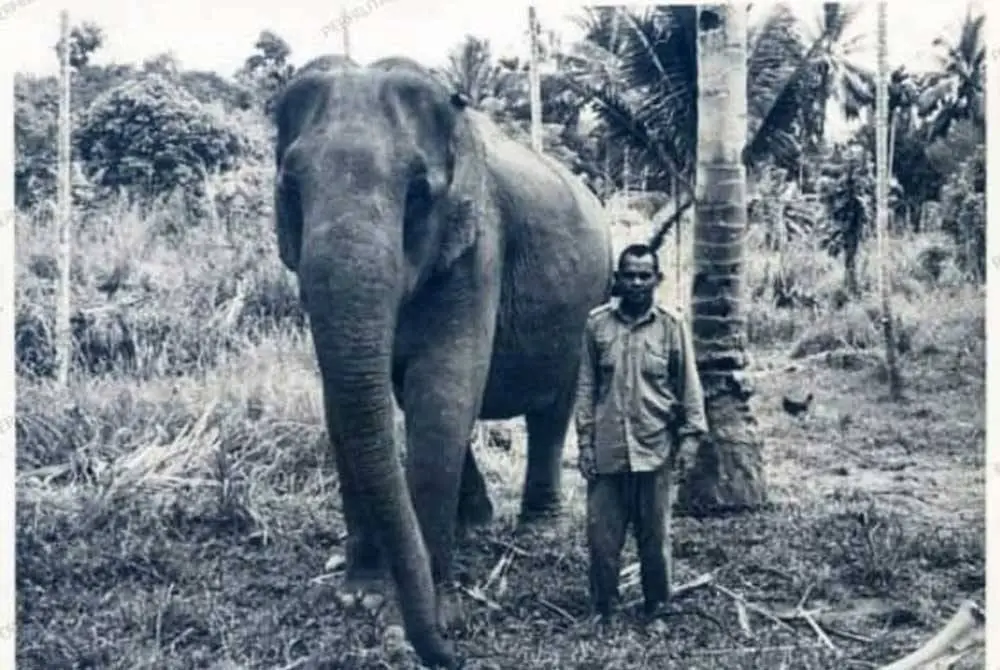Lokimala the elephant, first came in Malaysia from India in 1938.