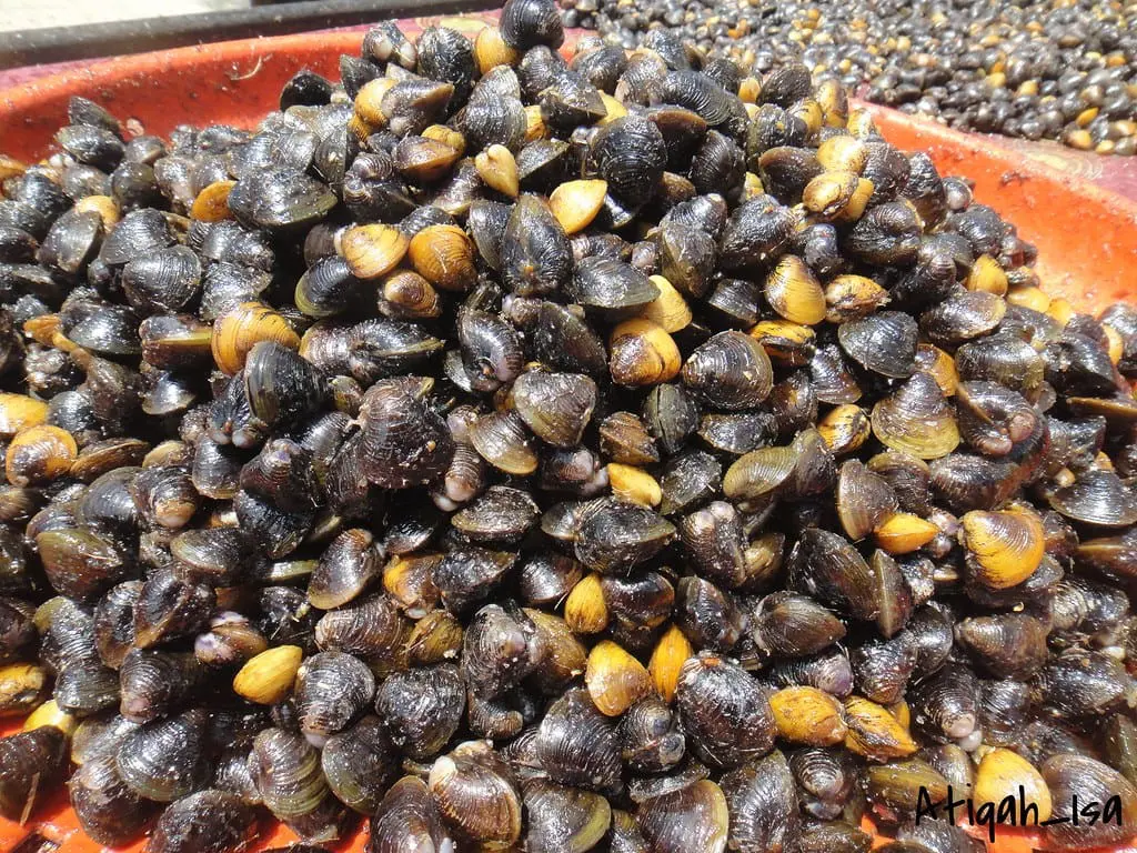 smoked Eton (smoked shellfish)