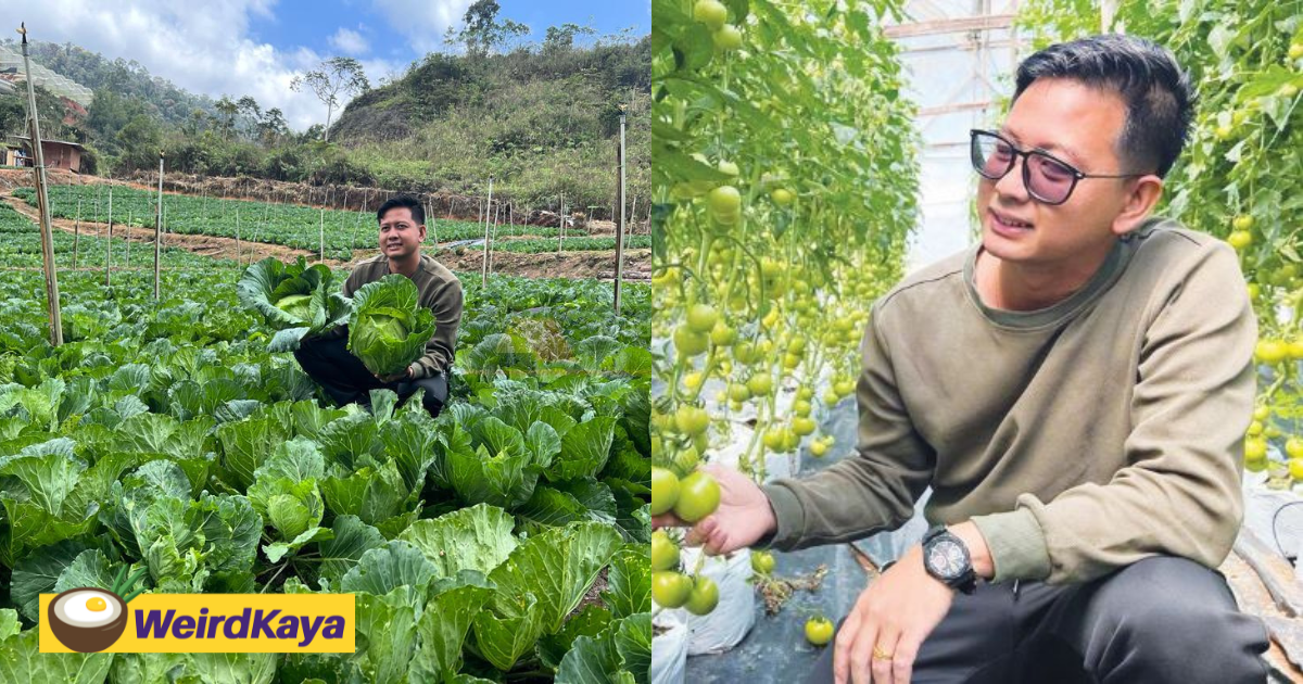 29yo M'sian Man Earns Nearly RM400K Monthly By Planting Various Vegetables