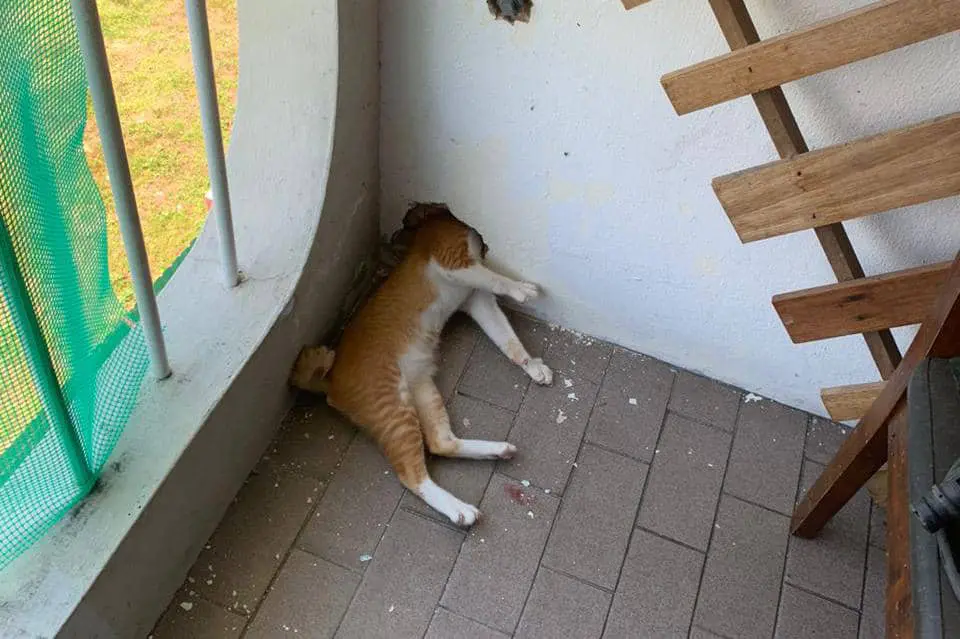 cat stuck in wall