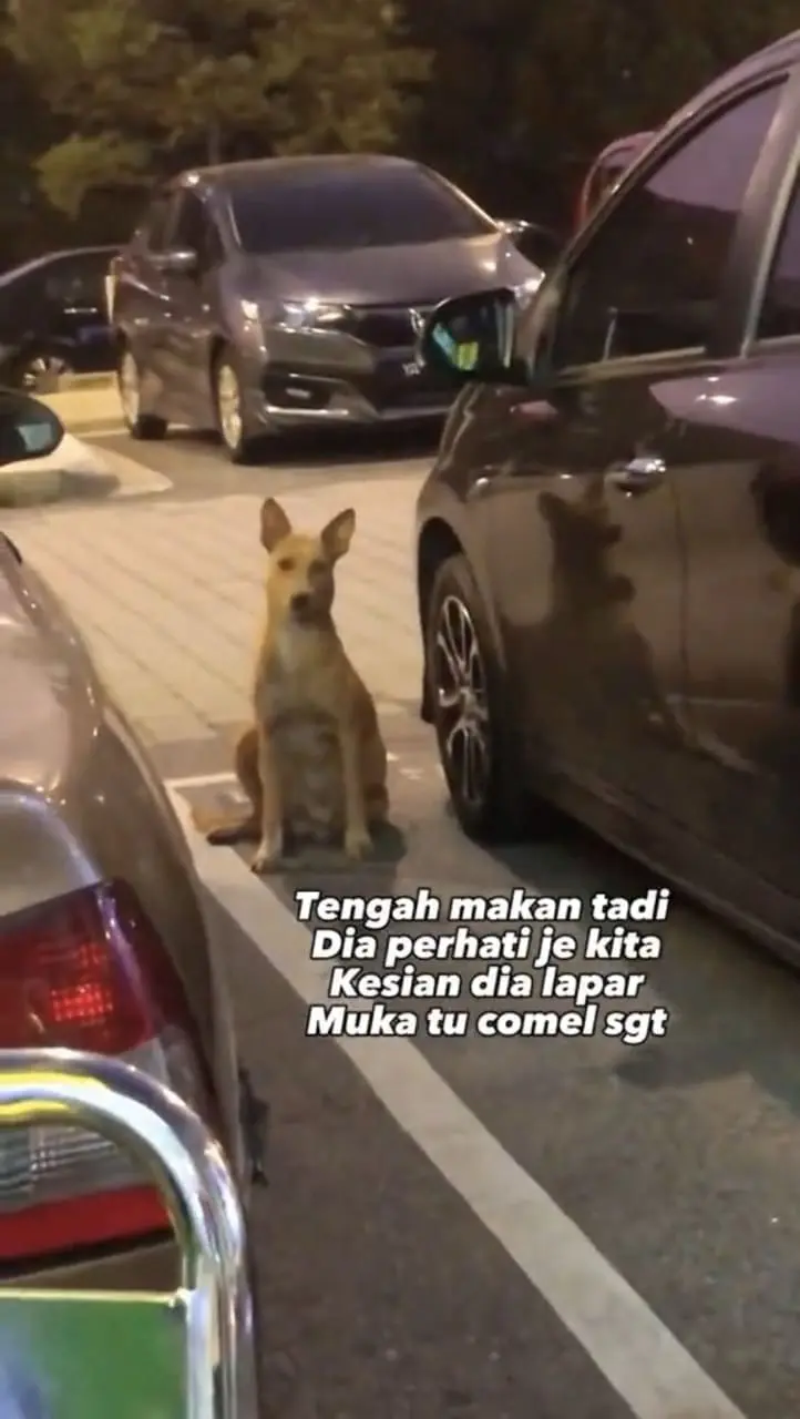 Hungry stray dog in Sentul