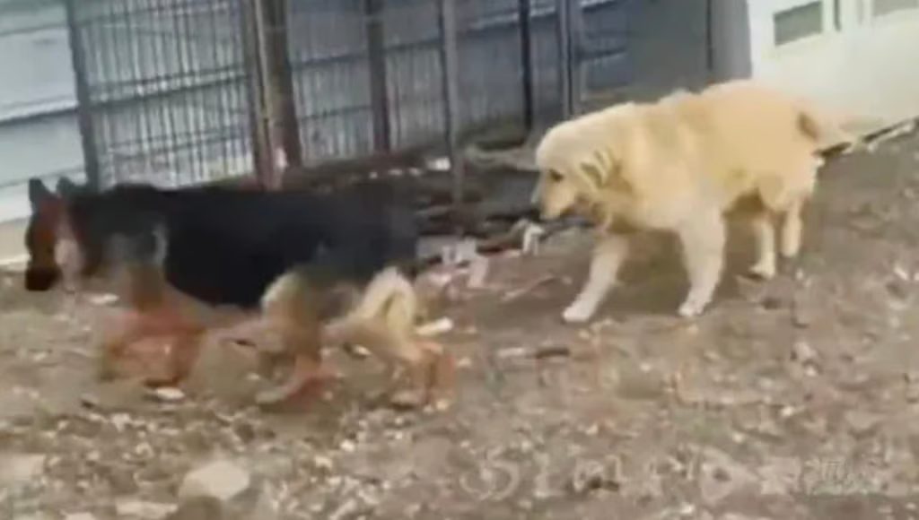 7 dogs at their home