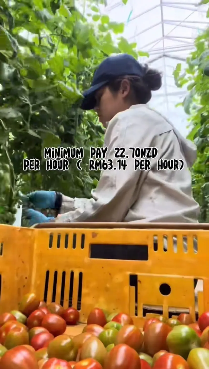 Kay picking tomatoes in New Zealand