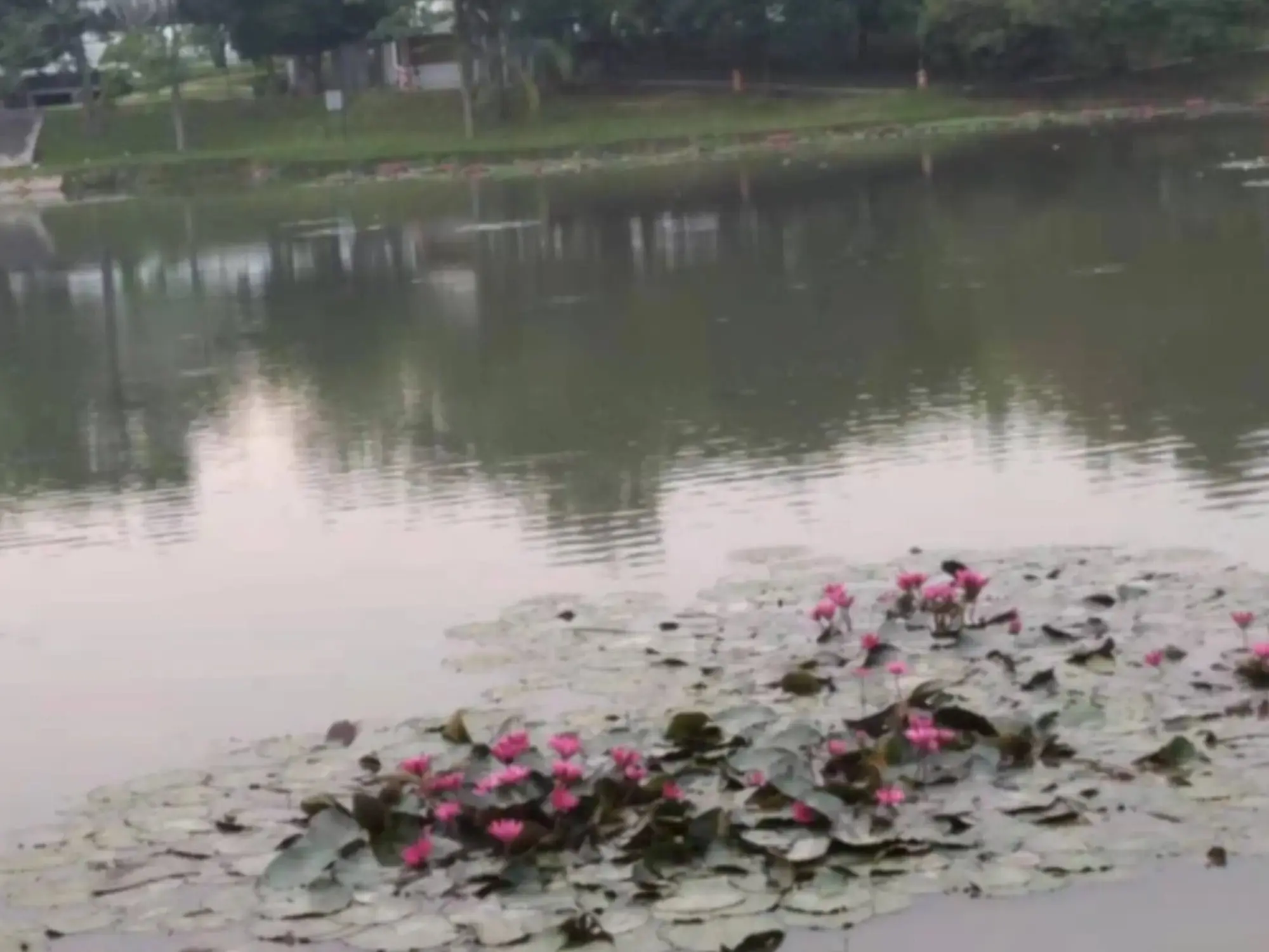 Pro or novice? Find out which level you're at as a mobile phone user! 