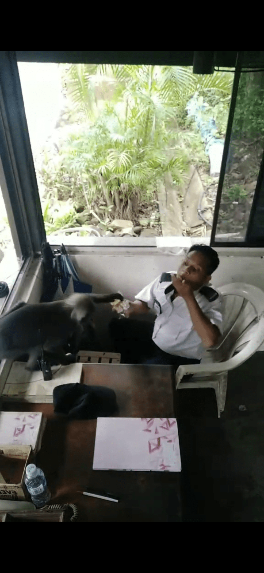 [VIDEO] Security guard’s encounter with cheeky dusky leaf monkey goes viral online