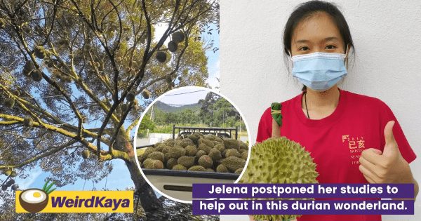 A Stroll Through Jelena’s Durian Wonderland