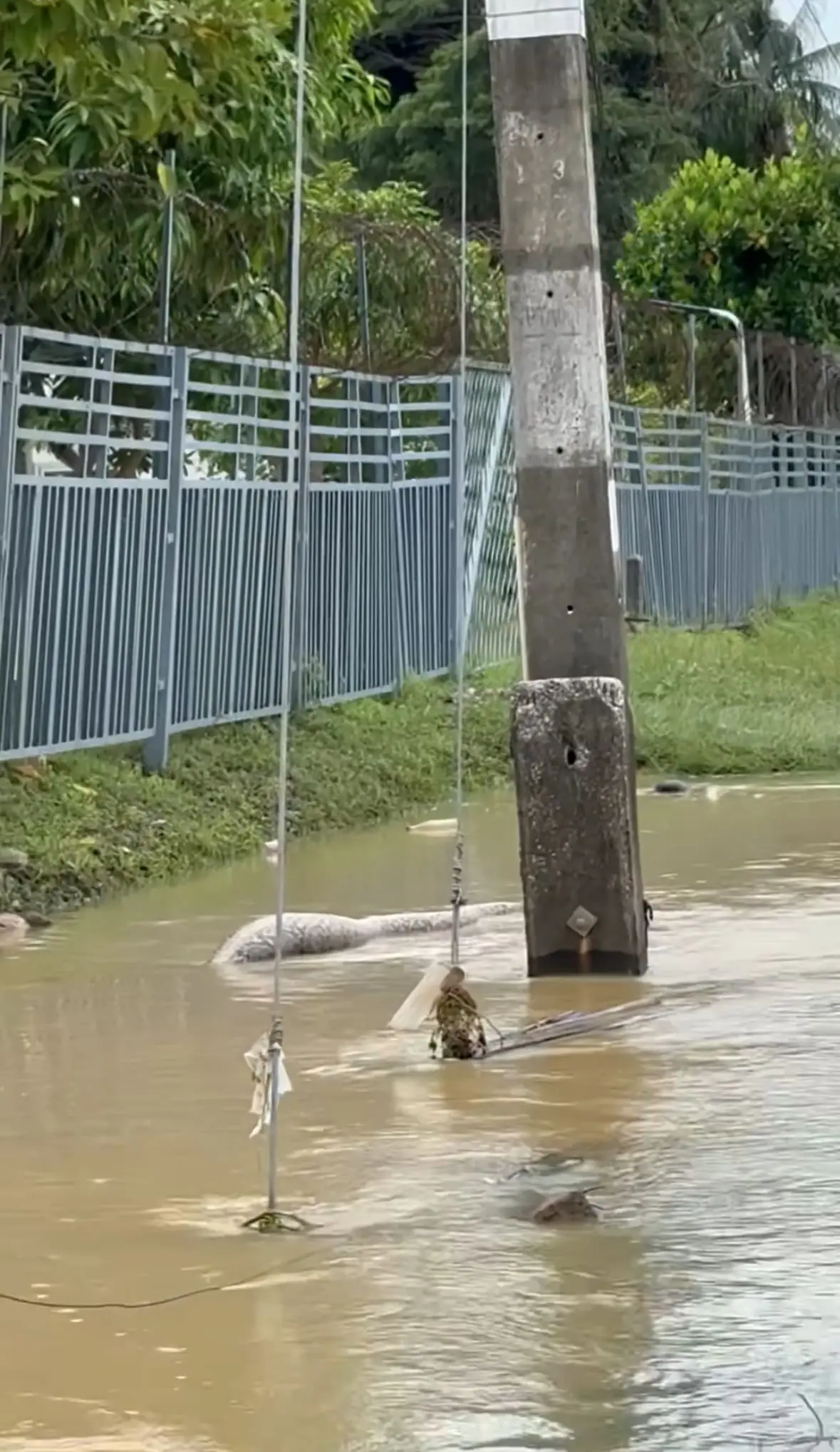 A Massive Python Spotted Swaying In Floodwaters Amid Devastating Floods In Southern Thailand