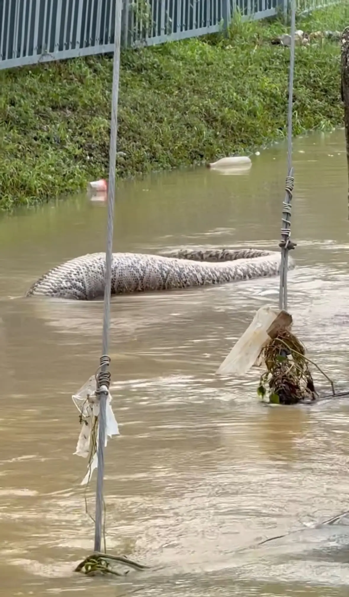 A Massive Python Spotted Swaying In Floodwaters Amid Devastating Floods In Southern Thailand