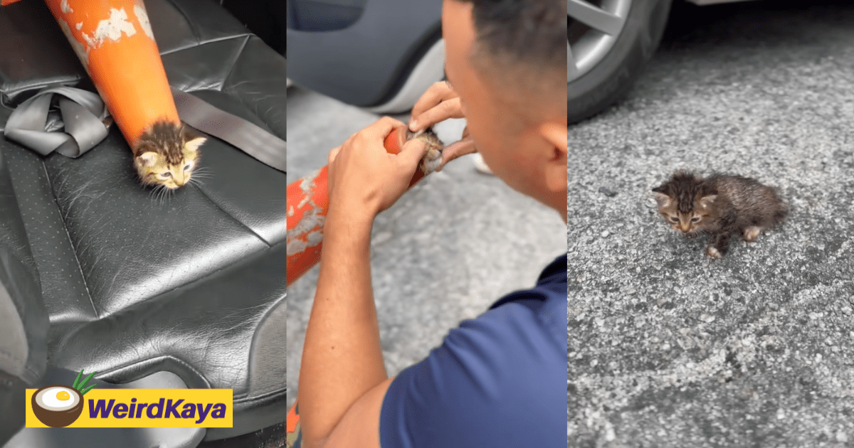 M'sian Firefighter Rescues Kitten That Got Itself Stuck In Traffic Cone