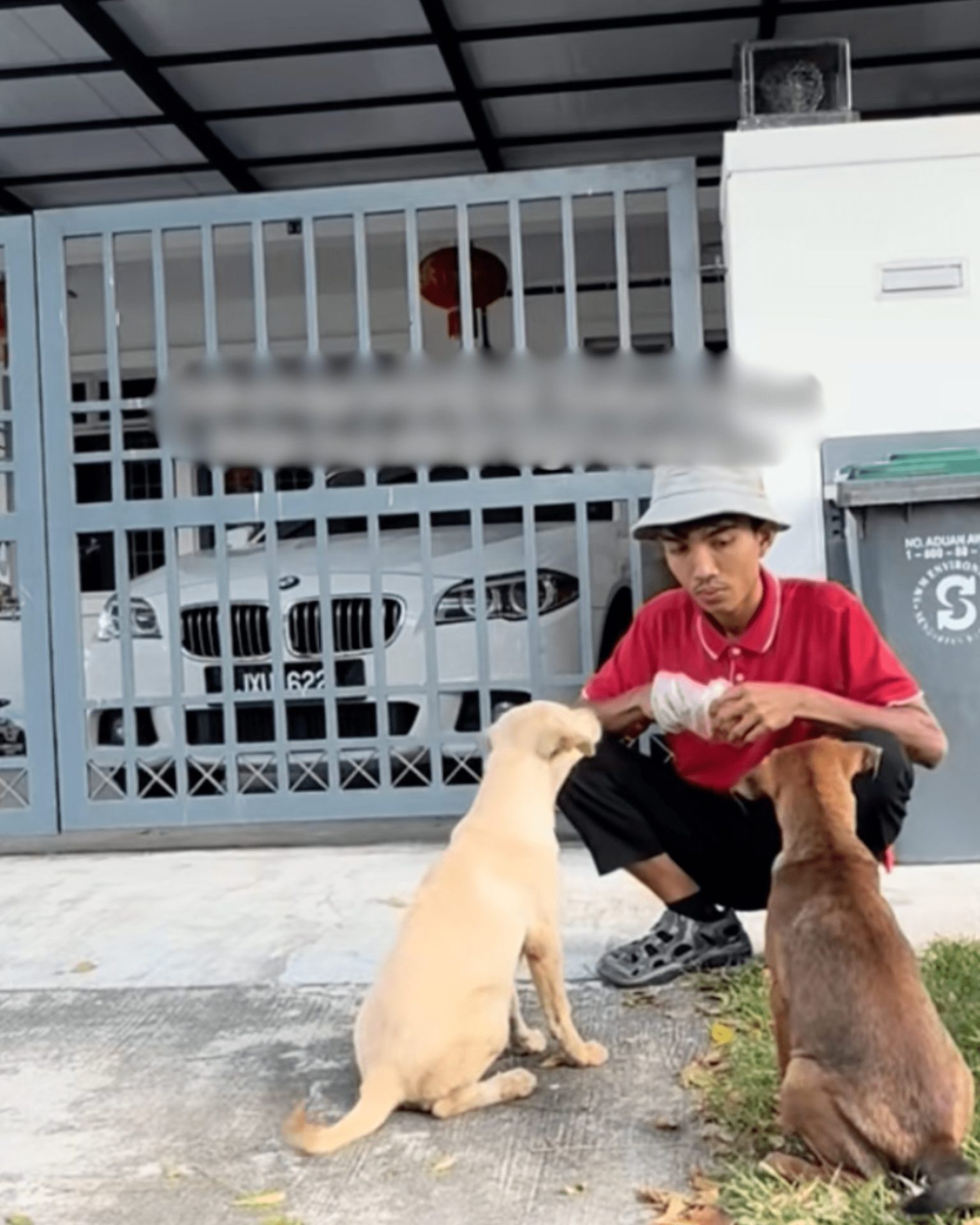 Ali feeding Stray dogs 2
