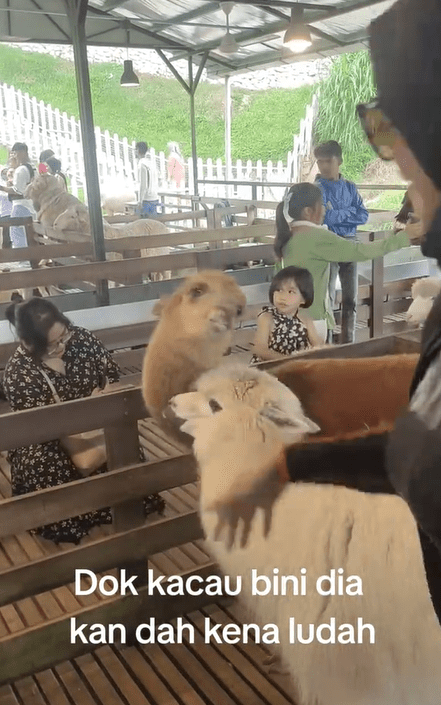 Alpaca spits at woman