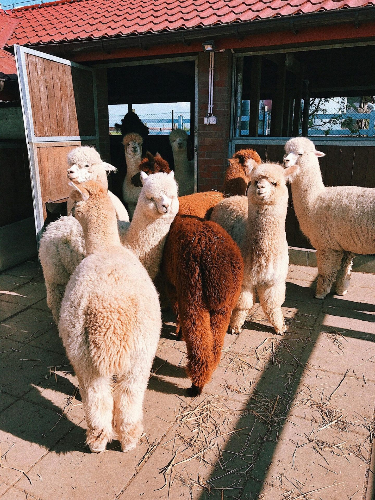 alpacas