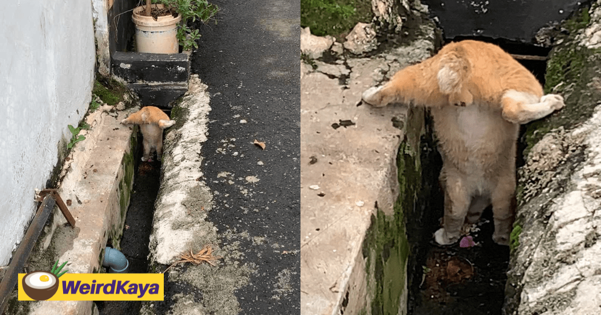 'Anything Is Possible!' – M'sians Amused By Oyen Doing A Split And Pawstand While Eating Inside Drain