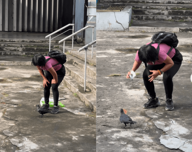 Aunty tries her luck in recovering RM70 from crow
