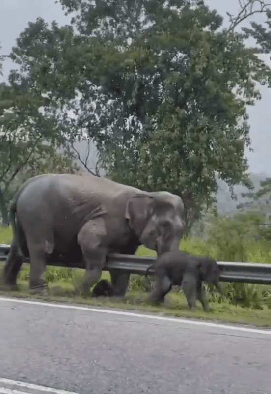 Baby elephant save from drain (2)