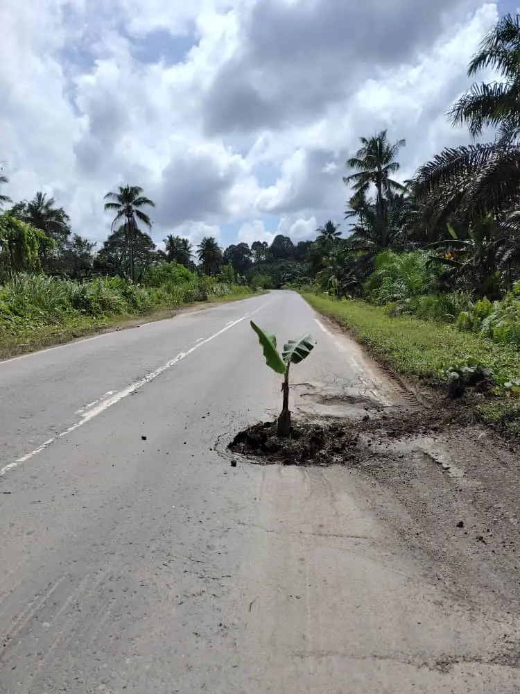 Banana tree planted inside pothole in Sabah