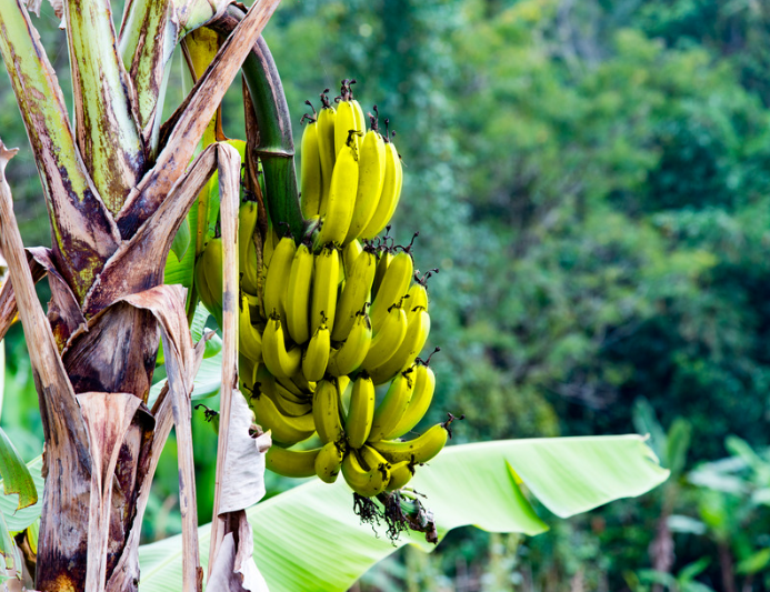 Banana tree